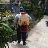 باغبانی|خدمات باغبانی و درختکاری|همدان, |دیوار