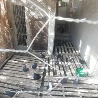 کبوتر تعدادی