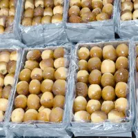 خرمای عسلی (بزمانی) و مضافتی و حلبی