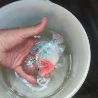 مرکز فلاور غرب کشور / آکواریوم بهروز