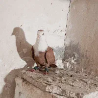 کله  سفید. یا همون کلاغ زرد