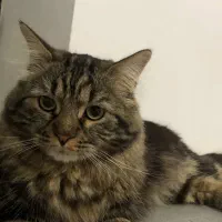 گربه گم شده|حیوانات|ارومیه, |دیوار