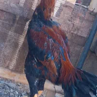 جوجه لاری دانه ۲۵۰۰