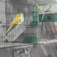 سهره مرغ عشق عروس|پرنده|قزوین, |دیوار