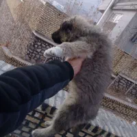 سرابی|سگ|کوهسار (البرز), |دیوار