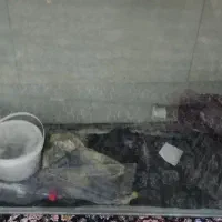 آکواریوم