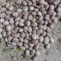 لوبیا چیتی بذری