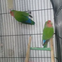 طوطی برزیلی جفت|پرنده|قرچک, محمد آباد|دیوار