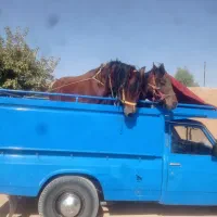 اسب ومادیان|اسب و تجهیزات اسبسواری|لاران, |دیوار