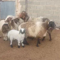 ۴راس میش وبره