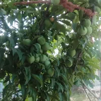 فروش خونه باغ