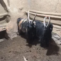 دوبر|حیوانات مزرعه|شهرکرد, |دیوار