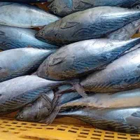 ماهی و میگو صید روز ارسال به همه نقاط|خوردنی و آشامیدنی|شیراز, ستارخان|دیوار