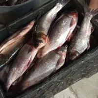 ماهی بیگهد.غزل