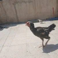 مرغ لاری|حیوانات مزرعه|تهران, کرمان|دیوار