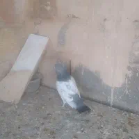 کبوتر|پرنده|پاکدشت, پاکدشت (مامازند)|دیوار