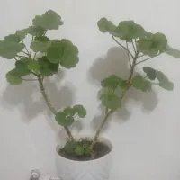 گل طبیعی