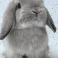 خرگوش لپ  رنگ سیلور