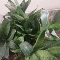 گل سانسورها پایه کوتاه