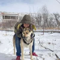 سگ ژرمن هسکی نگهبان|سگ|فیروزکوه, |دیوار