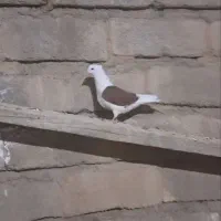 سه تا کبوتر سرحال قشنگ