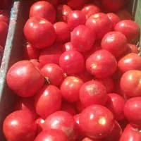 گوجه فرنگی