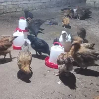 نیمچه مرغ محلی|حیوانات مزرعه|اهواز, کوی مندلی(سه راه خرمشهر)|دیوار