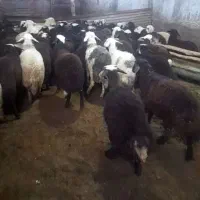 بره نر جمع کردنی یک آخور دامداری میلاد نجبائی