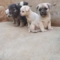 توله سگ|سگ|ابریشم, |دیوار