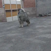 بزغاله دوبور|حیوانات مزرعه|اصفهان, شفق|دیوار