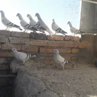 کفتر شامی ،سینه سیاه، ساده،|پرنده|جلیل آباد, |دیوار