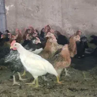 جوجه خروس محلی 2ماهه وزن 900گرم تا1کیلو|حیوانات مزرعه|مرودشت, محمد آباد|دیوار
