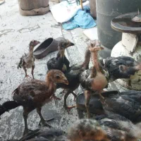 جوجه لاری