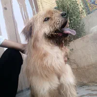 سگ ترییر چاو چاو