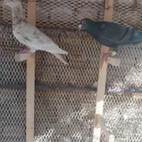 یک جفت کفتر کارخانه