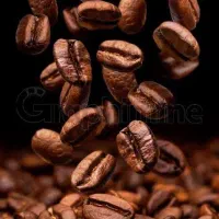 فروش تک عمده قهوه صد روبستا