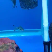 آکواریوم دلسا ۸۰ سانت و ماهی های دیسکس|ماهی|اصفهان, سپاهانشهر|دیوار