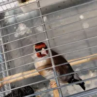 سره داغ سر قرص بخون