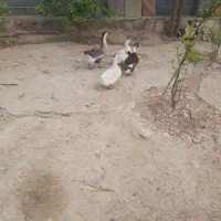 اردک و غاز|حیوانات مزرعه|سرپل ذهاب, |دیوار