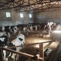 به یک کارگر کار بلد در گاوداری نیازمندیم