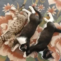 گربه|گربه|سراب, |دیوار