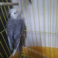 عروس هلندی|پرنده|گلستان (تهران), |دیوار