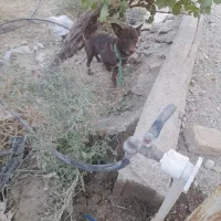 سگ خانگی|حیوانات|دامغان, |دیوار