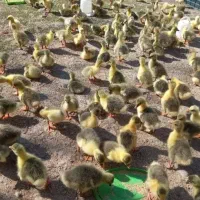 جوجه غاز سه روزه ۱۸۵۰۰۰|حیوانات مزرعه|تهران, انبار نفت|دیوار