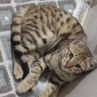 رایگان|گربه|نسیم‌شهر, |دیوار