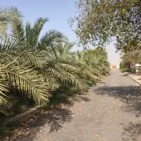 فروش 7هکتار  باشگاه سوارکاری و زمین کشاورزی|فروش دفتر صنعتی، کشاورزی، تجاری|باوی, |دیوار