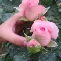 زمین فروشی غفاری