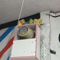 معاوضه با عروس هلندی|پرنده|پاکدشت, پاکدشت (مامازند)|دیوار