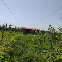 اجاره توافقی