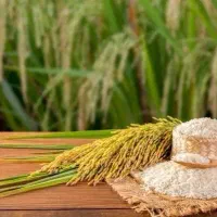 برنج هاشمی گیلان|خوردنی و آشامیدنی|تهران, گرگان|دیوار